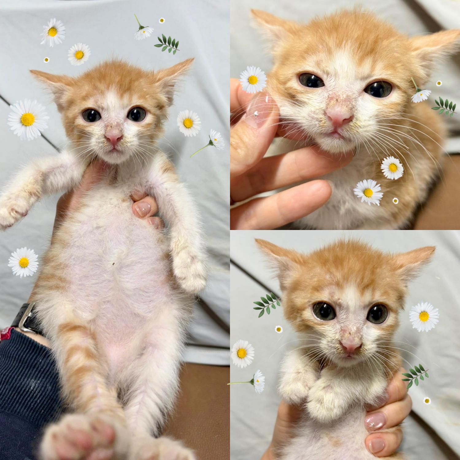 보호중 한국 고양이…